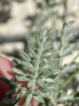 Image of bentonite desertparsley