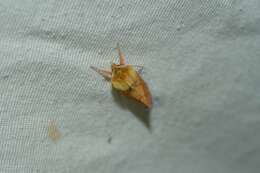 Image of V-lined Quaker Moth