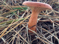 Image of Rufous Milkcap