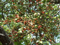 Image de Viscum rotundifolium L. fil.