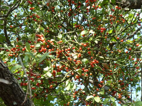 Image of Viscum rotundifolium L. fil.