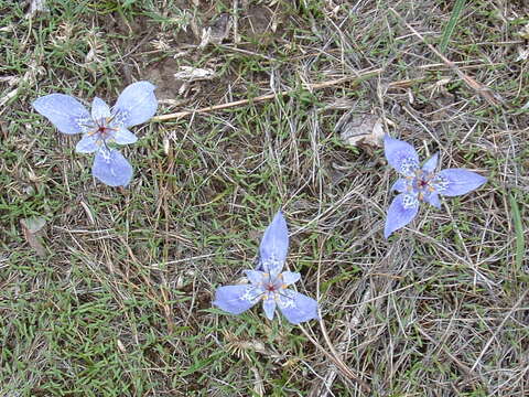 Image of Tigridia durangensis Molseed ex Cruden