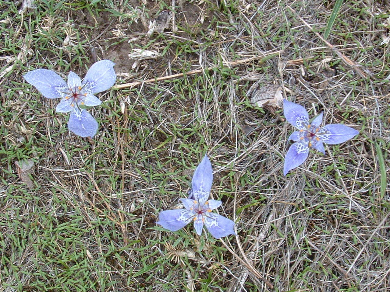 Image of Tigridia durangensis Molseed ex Cruden