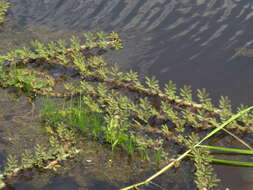 Image of Water Mimosa