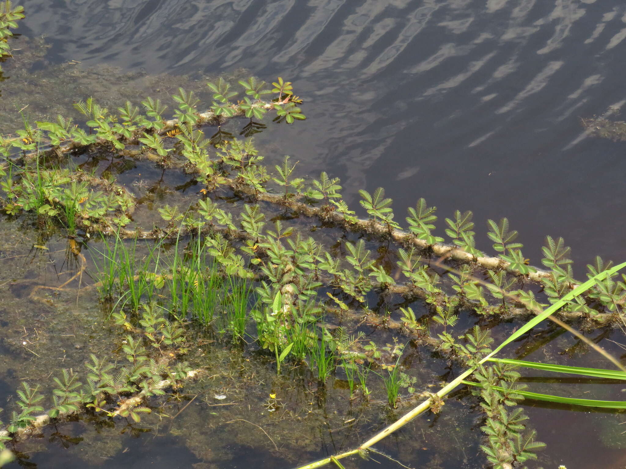 Image of Water Mimosa