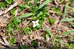 Image of Arcytophyllum serpyllaceum (Schltdl.) Terrell