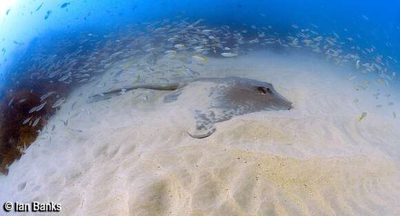 Image of Broad cowtail ray