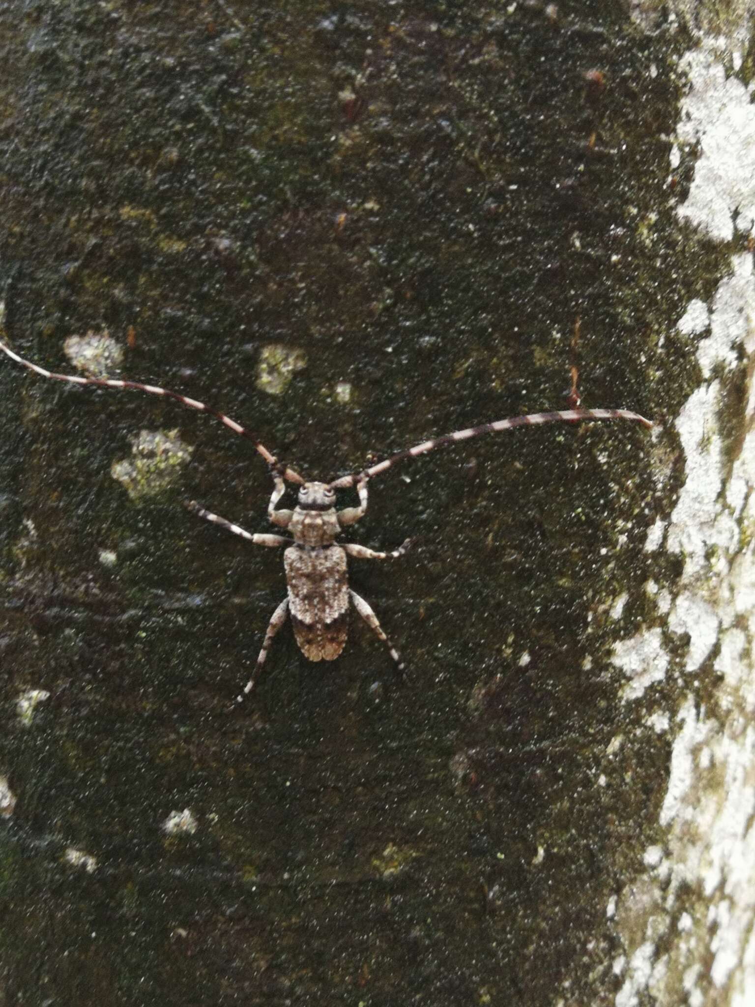 Image of Acanthocinus reticulatus (Razoumowsky 1789)