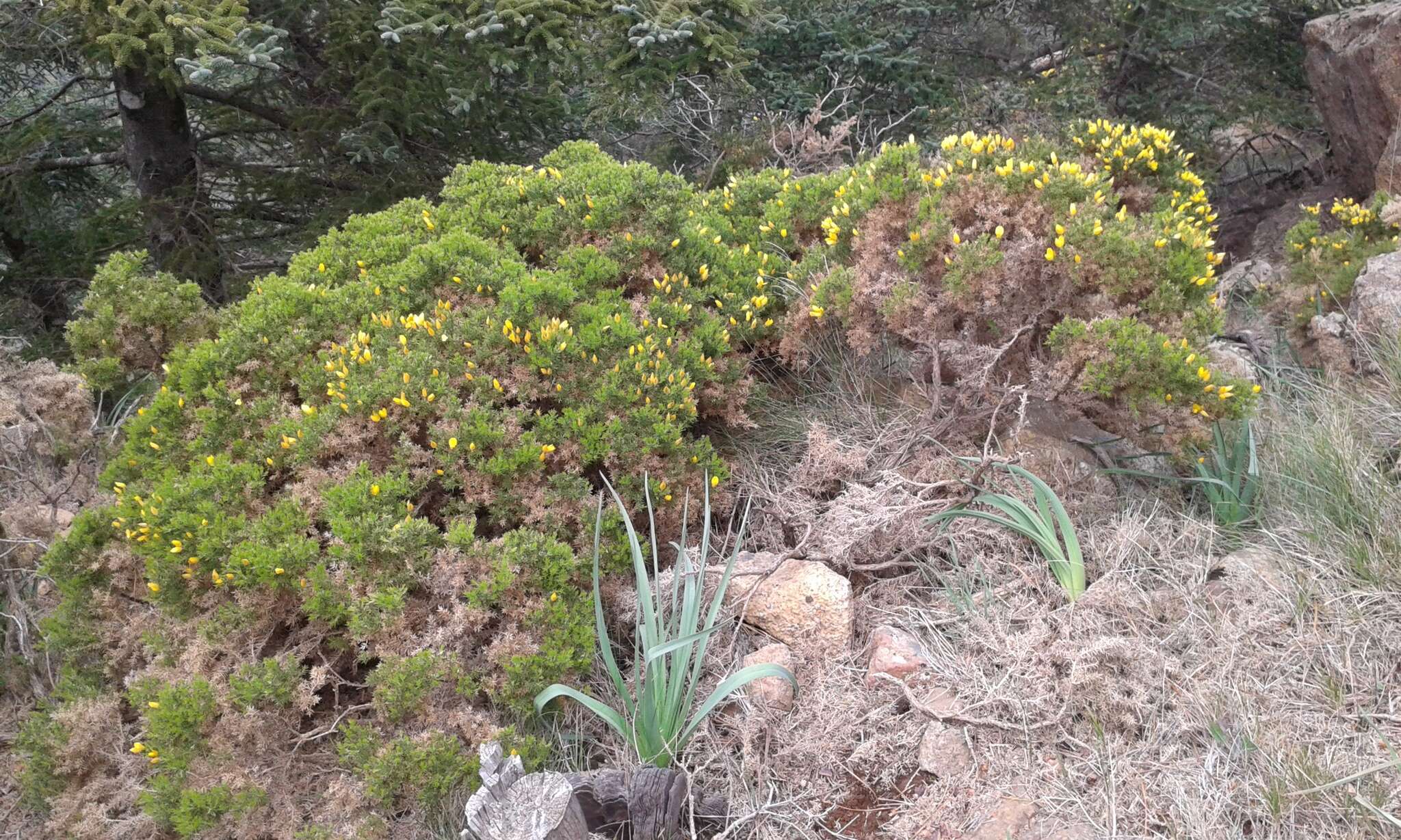 Imagem de Ulex parviflorus subsp. funkii (Webb) Guinea