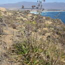 Image de Eryngium humboldtii Delar.