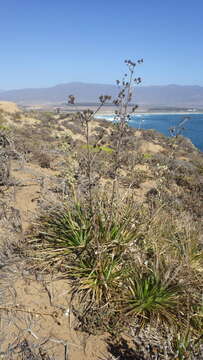 Eryngium humboldtii Delar. resmi