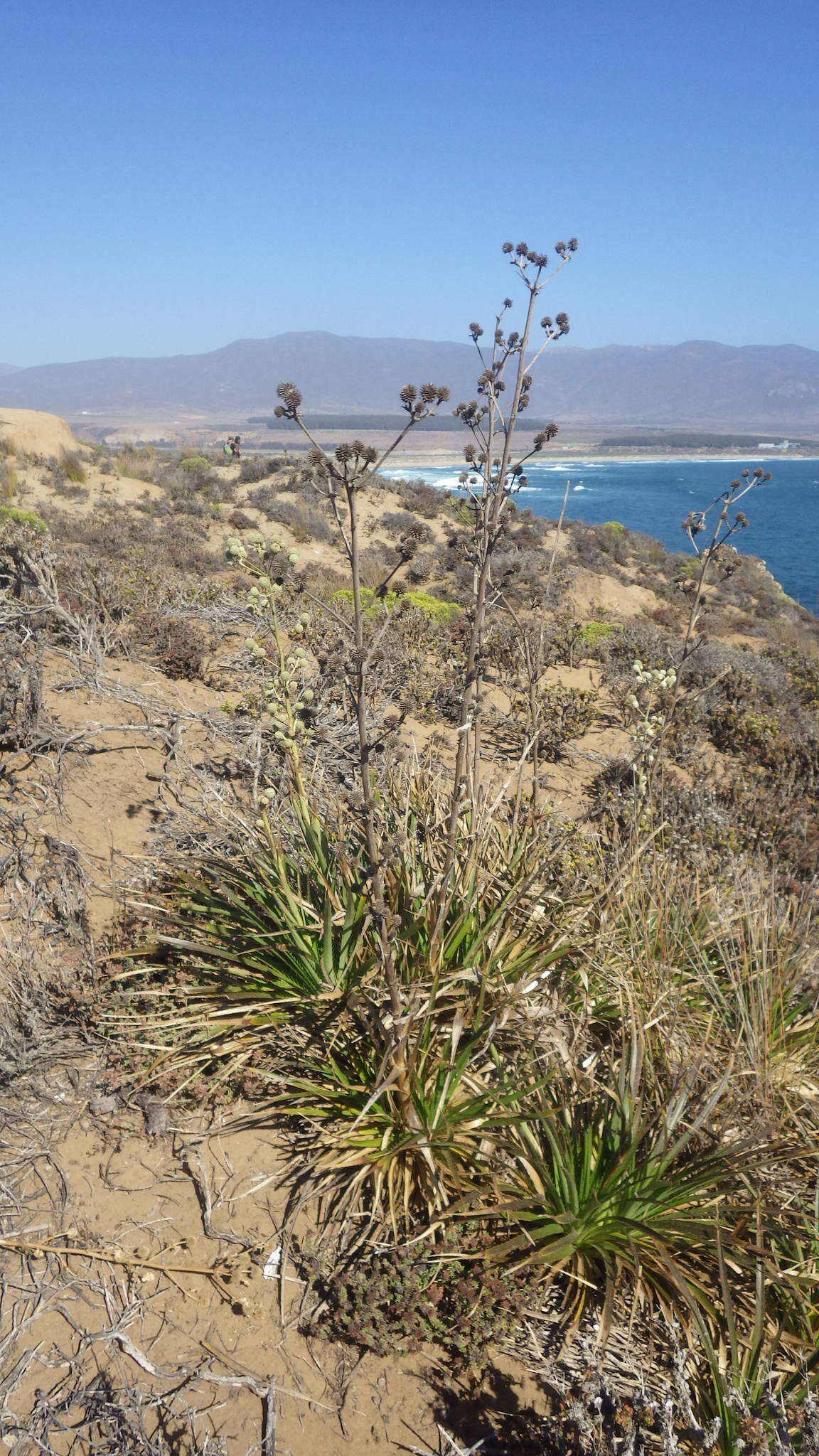 Imagem de Eryngium humboldtii Delar.