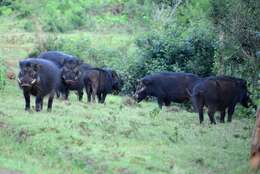 Image of Giant Forest Hogs