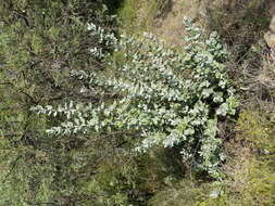 Image of Brachylaena discolor var. rotundata (S. Moore) H. J. Beentje