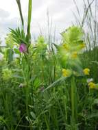 Image of European yellow rattle