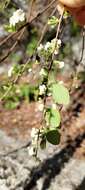 Image of Spiraea prunifolia var. pseudoprunifolia (Hayata ex Nakai) H. L. Li