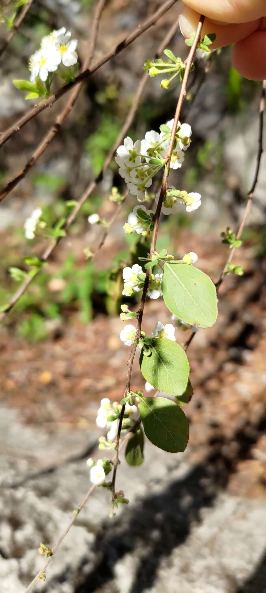 Image of Spiraea prunifolia var. pseudoprunifolia (Hayata ex Nakai) H. L. Li