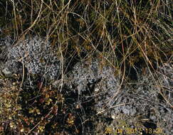 Image of racomitrium moss