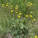 Image of combleaf cinquefoil