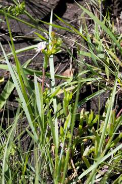 Image of Delosperma lineare L. Bol.