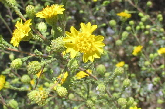 Image of Heermann's tarweed