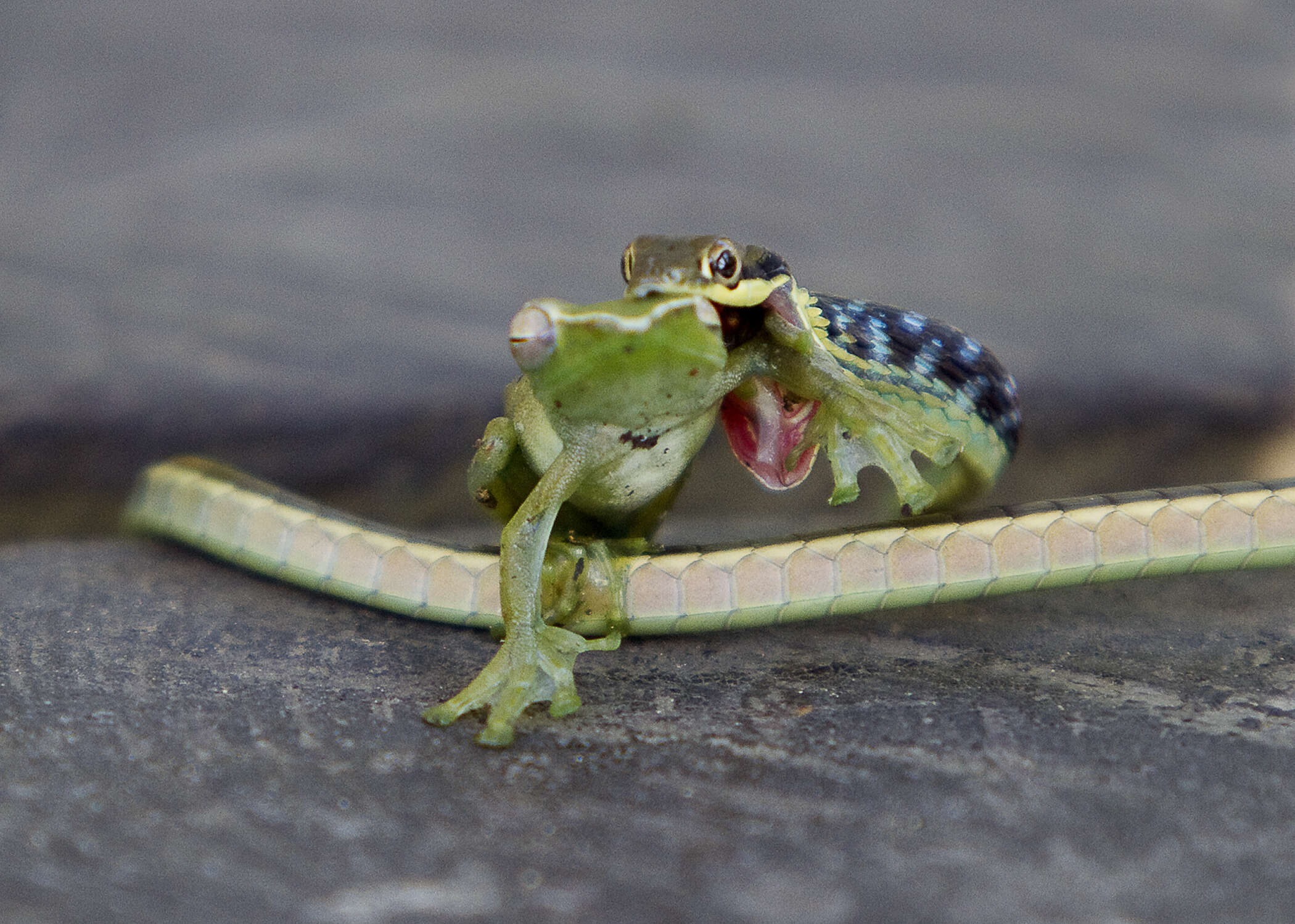 Imagem de Dendrelaphis pictus (Gmelin 1789)