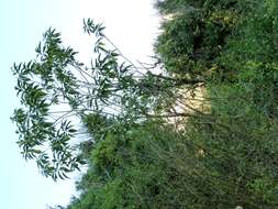 Image of earleaf nightshade