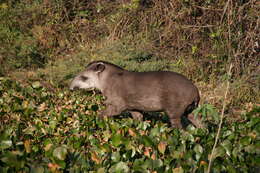 Image of Brazilian Tapir