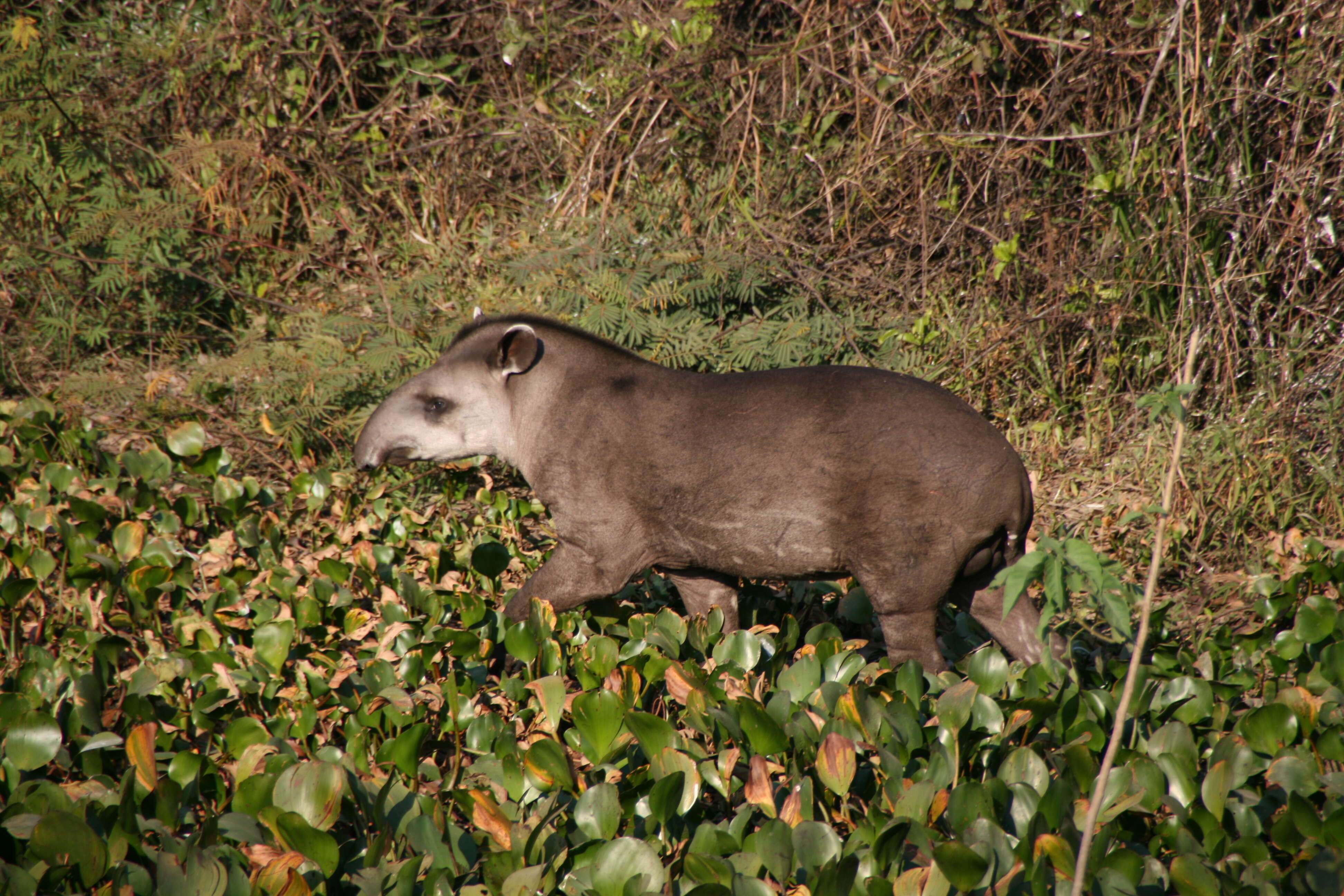 Image of Brazilian Tapir