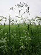 Imagem de Anthriscus sylvestris (L.) Hoffm.