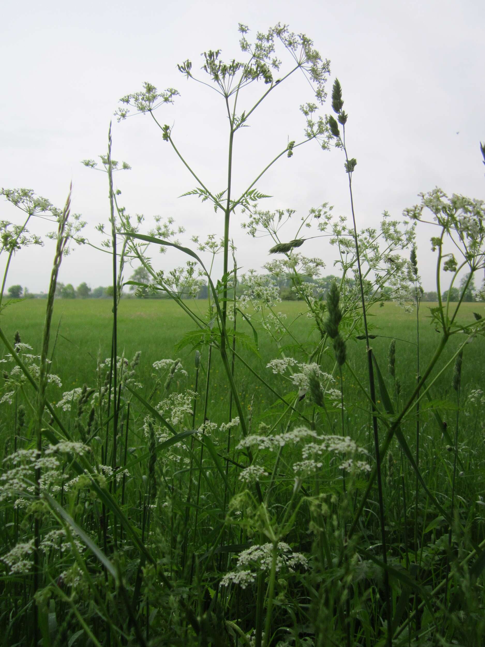 Image de cerfeuil sauvage