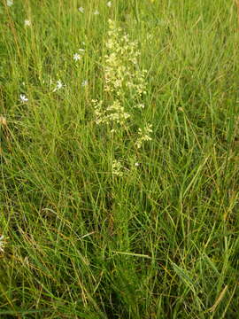 Image of Thalictrum simplex subsp. galioides (DC.) Korz.