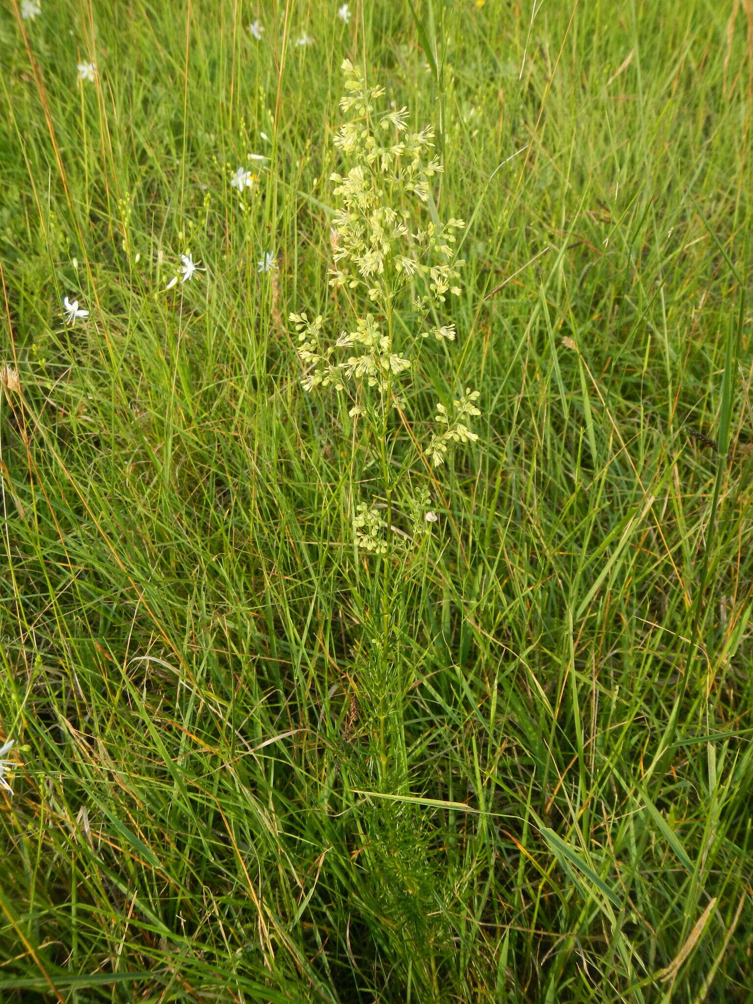 Image of Thalictrum simplex subsp. galioides (DC.) Korz.