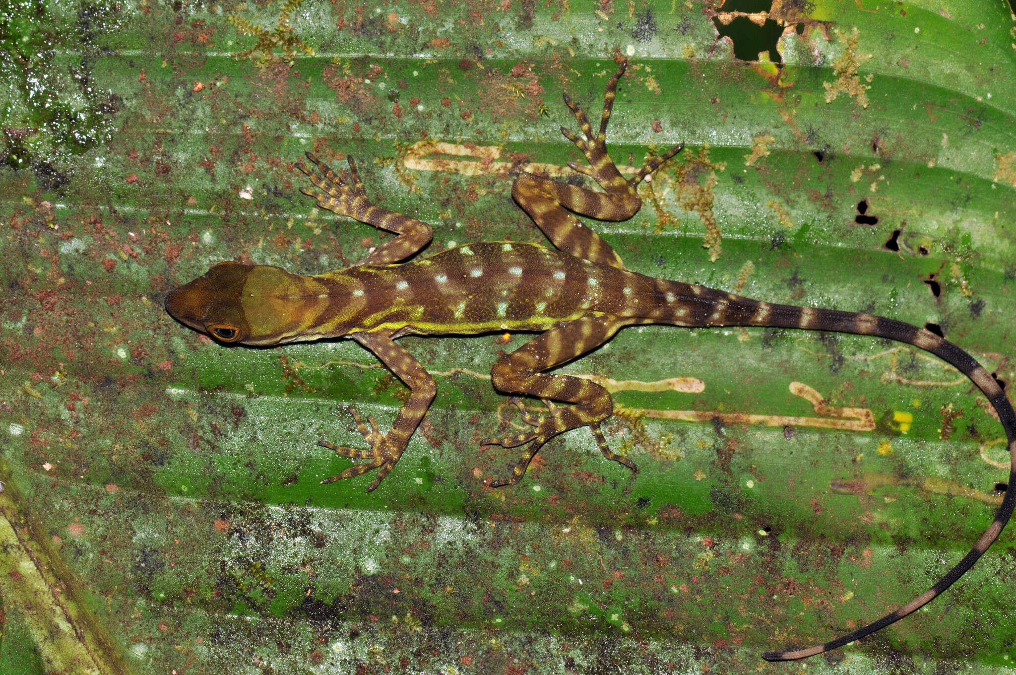 Image of Water  Anole