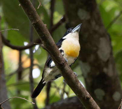 Image of Spot-crowned Barbet