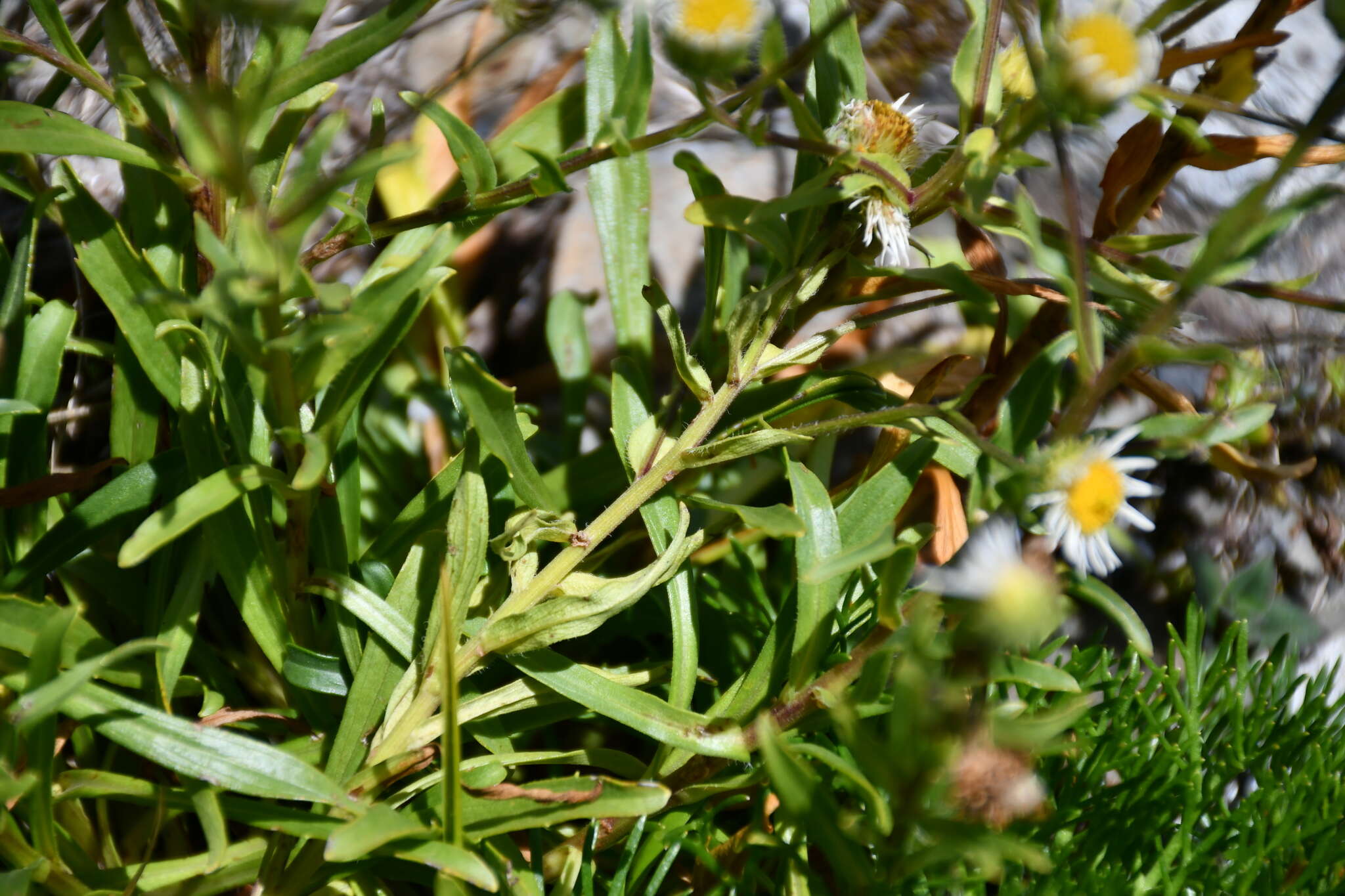 Слика од Erigeron morrisonensis Hayata