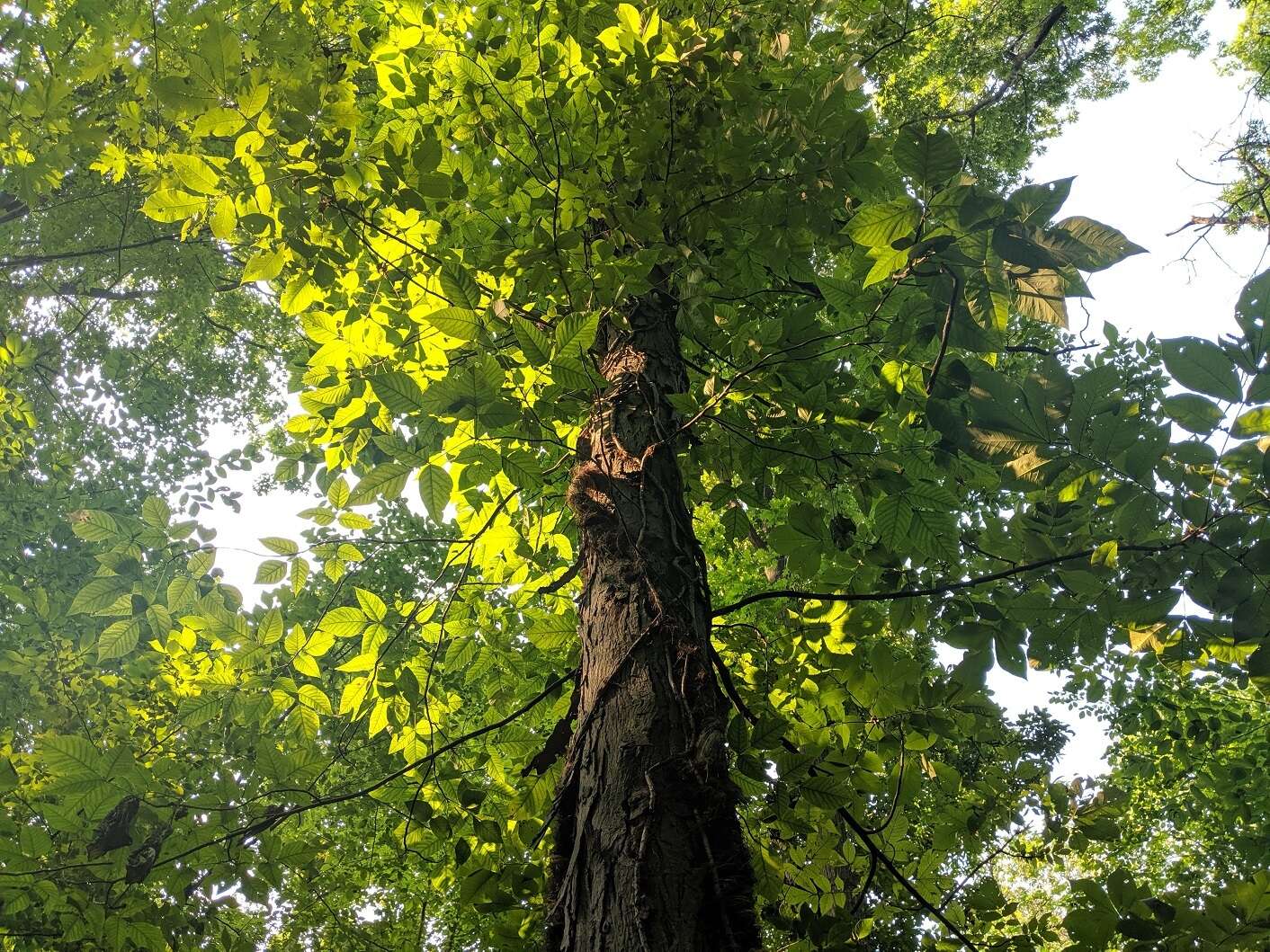 Image of shellbark hickory