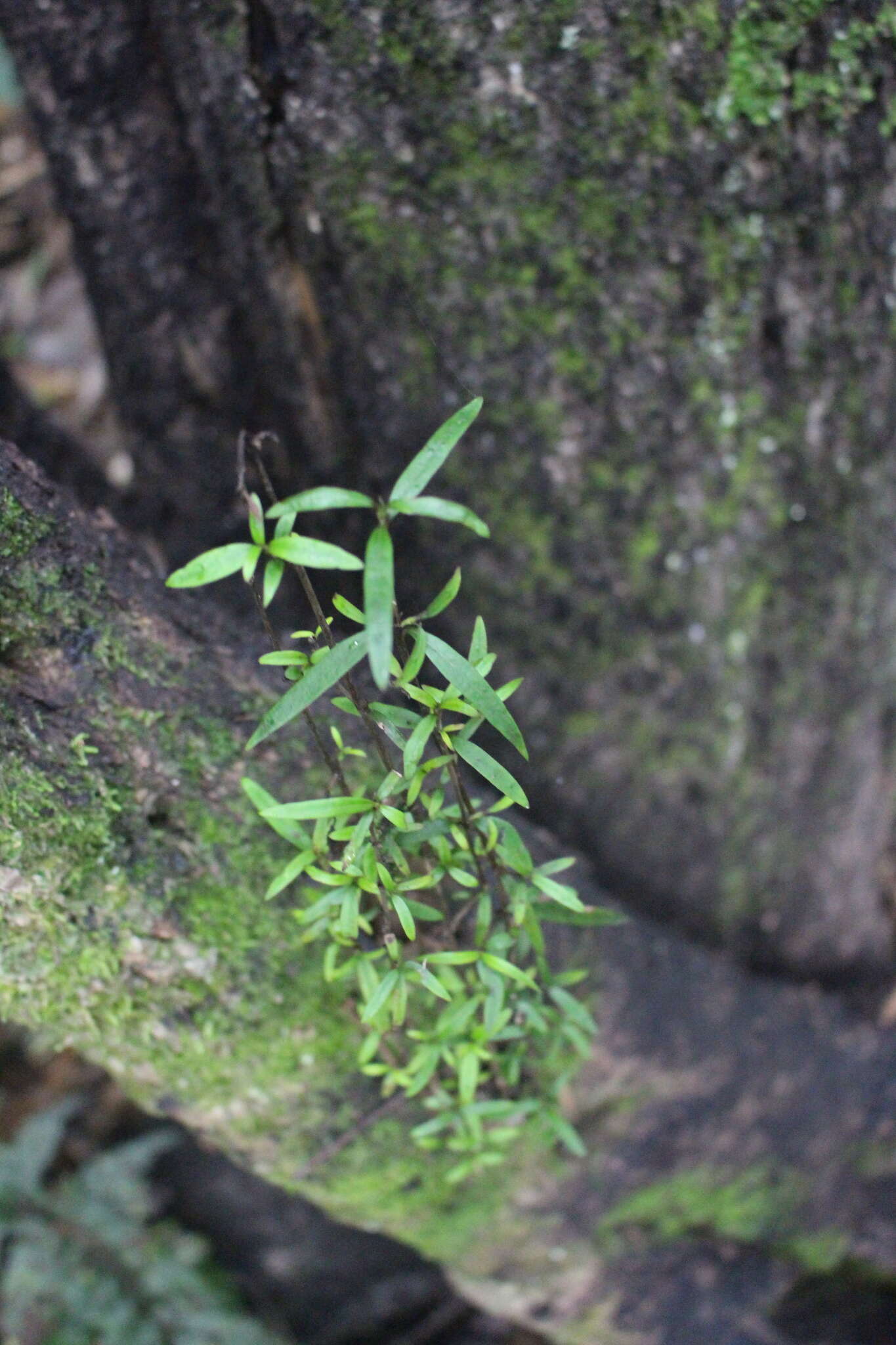 Sivun Coprosma linariifolia (Hook. fil.) Hook. fil. kuva