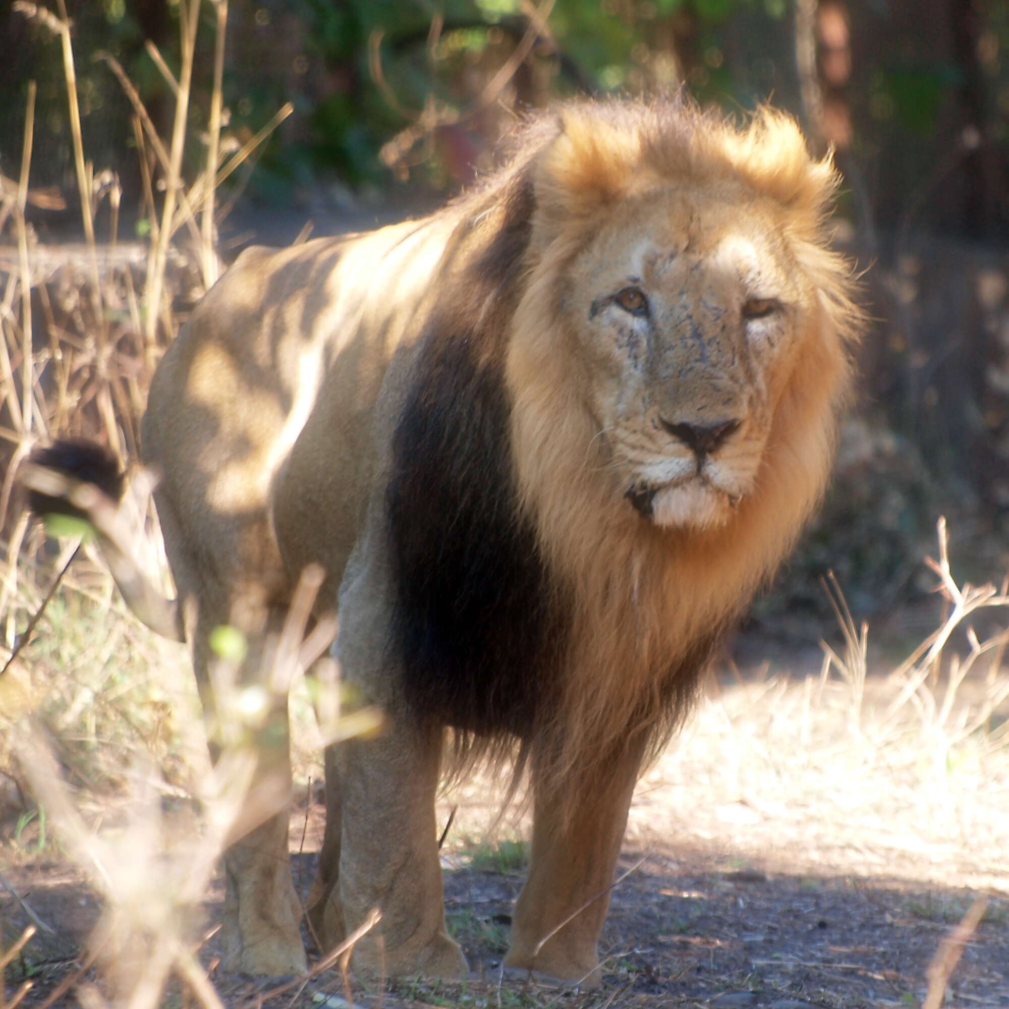 Image of Asiatic Lion