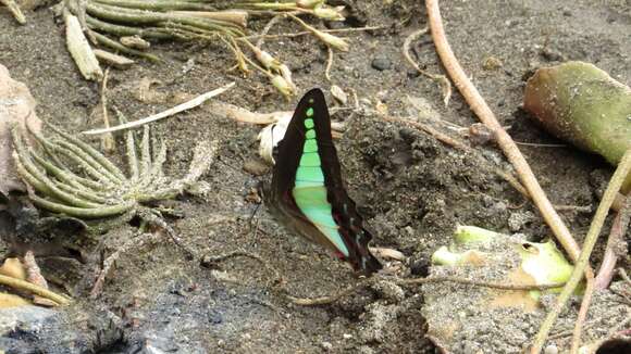 Imagem de Graphium sarpedon (Linnaeus 1758)