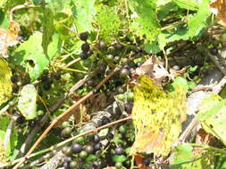 Image of fox grape