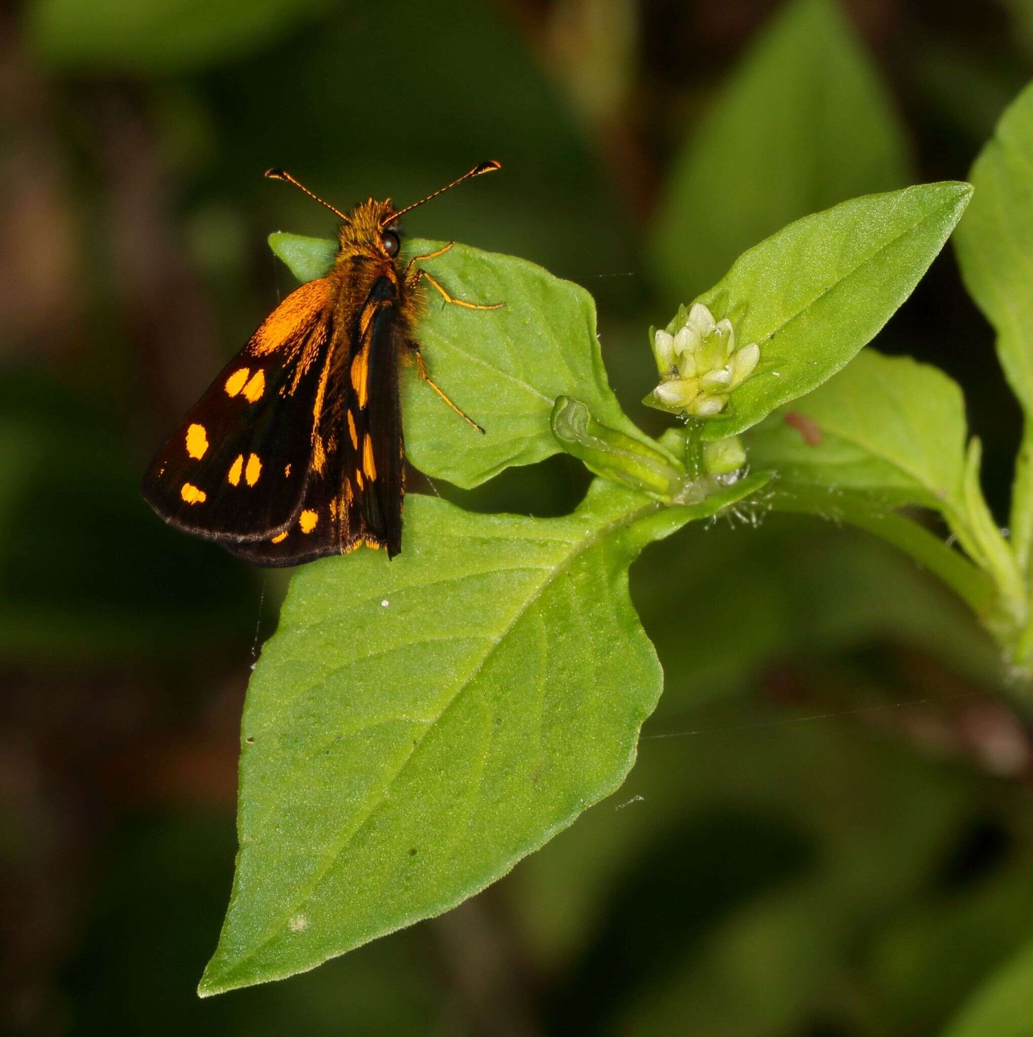 Image of Metisella metis Linnaeus 1764