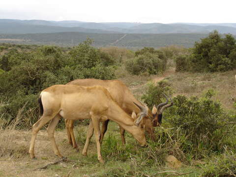 Image of Alcelaphus buselaphus caama