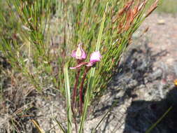 Image of Disperis capensis (L.) Sw.