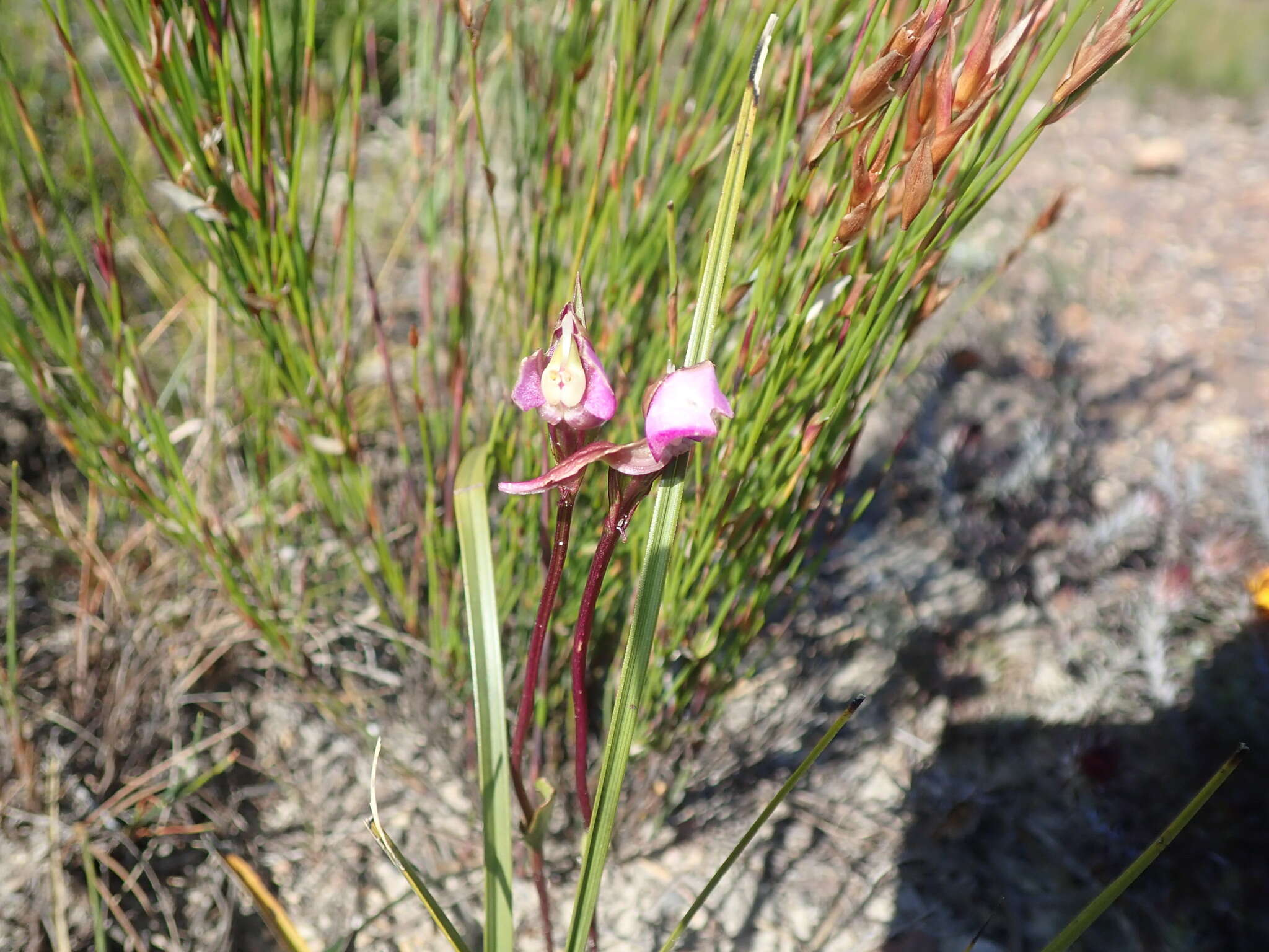 Image of Disperis capensis (L.) Sw.