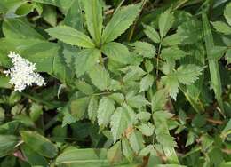 صورة Astilbe formosa Nakai