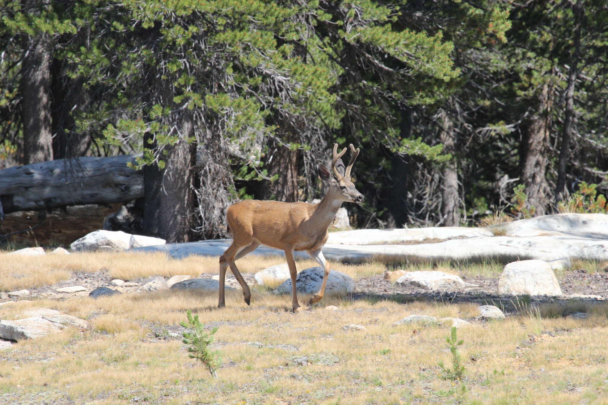 Odocoileus hemionus inyoensis Cowan 1933的圖片