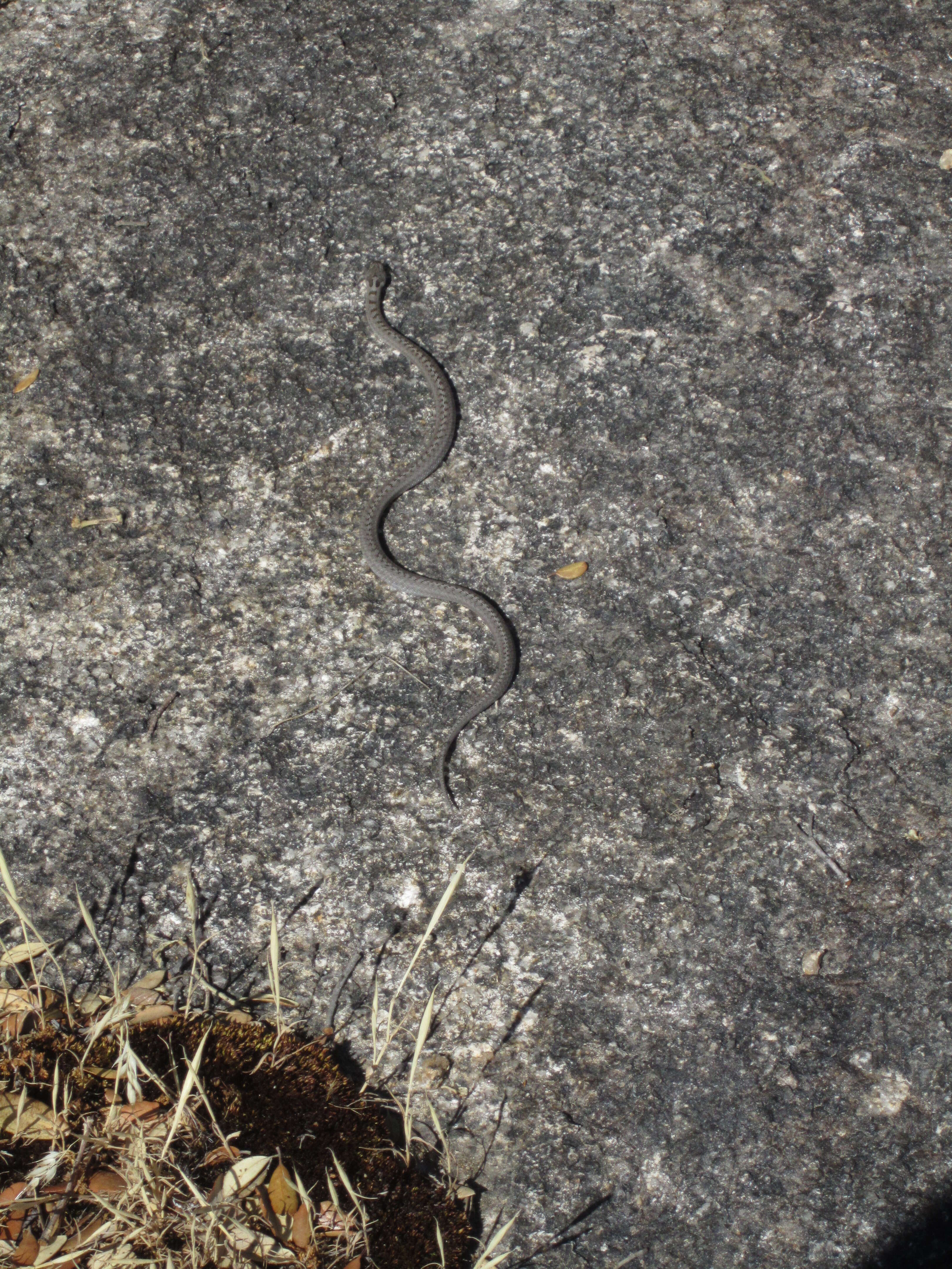 Image of Southern Smooth Snake