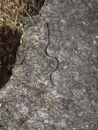 Image of Southern Smooth Snake