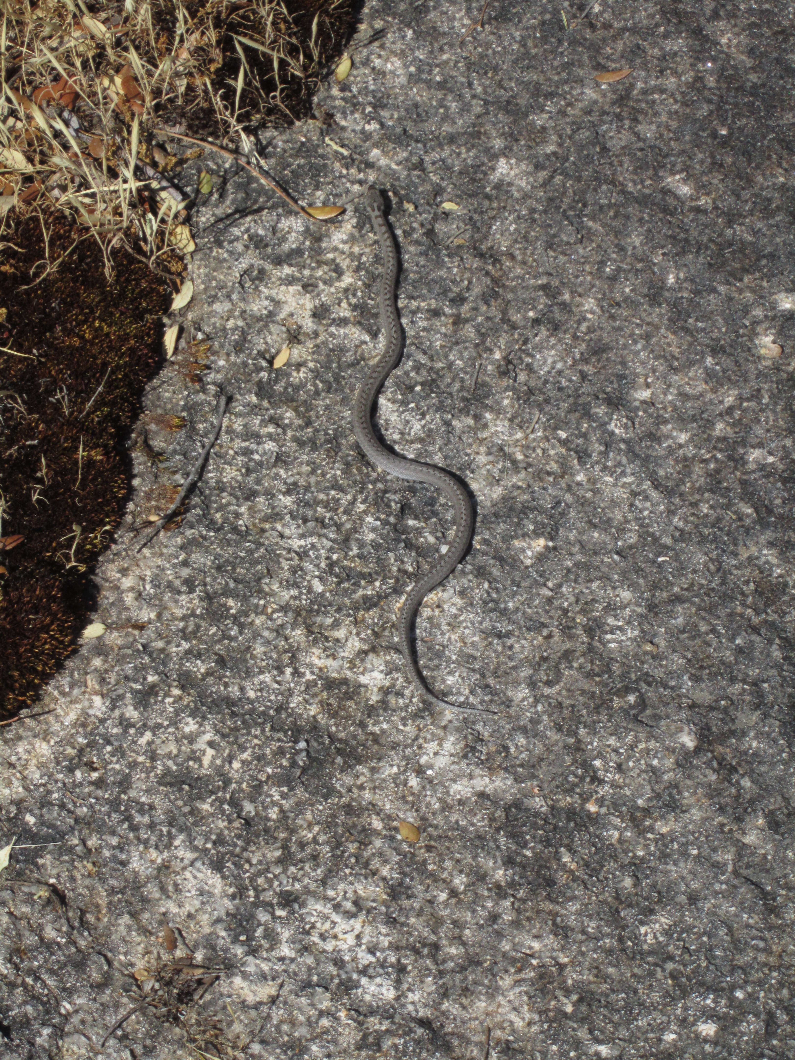 Image of Southern Smooth Snake